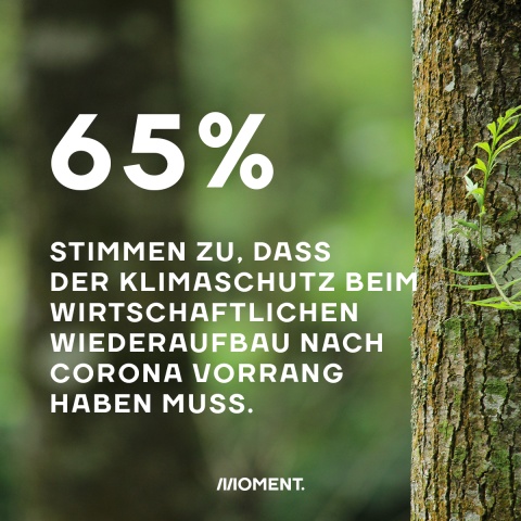 Shareable zeigt einen Baum aus dem ein junger Trieb wächst. Zahl des Tages: 65% stimmen zu, dass der Klimaschutz beim wirtschaftlichen Wiederaufbau nach Corona Vorrang haben muss.