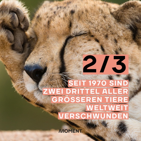 Foto zeigt einen Leoparden, der sich mich der Tatze über den Kopf streicht. Text: Seit 1970 sind zwei Drittel allen größeren Tiere weltweit verschwunden.