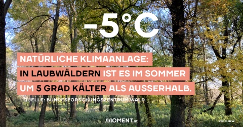 Wälder sorgen für eine Abkühlung von 5 Grad