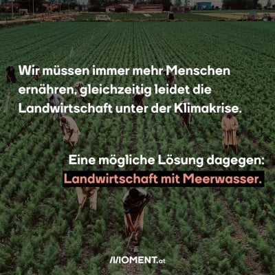 Wir müssen immer mehr Menschen ernähren, gleichzeitig leidet die Landwirtschaft unter der Klimakrise. Eine mögliche Lösung dagegen: Landwirtschaft mit Meerwasser