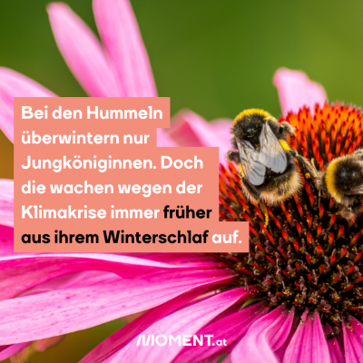 Hummeln wachen früher aus Winterschlaf auf