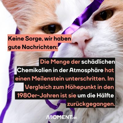 Nahaufnahme einer rot-weißen Katze. Sie blickt in die Kamera, über ihr Gesicht hängt ein violettes Geschenksband. “Wir haben auch mal gute Nachrichten: Die Menge der schädlichen Chemikalien in der Atmosphäre hat einen Meilenstein unterschritten. Im Vergleich zum Höhepunkt in den 1980er-Jahren ist sie um die Hälfte zurückgegangen.”