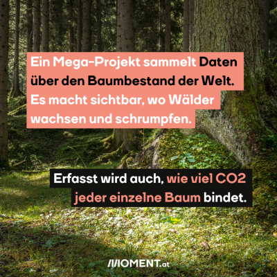 Wald in den Tauern, dazu der Text: Ein Mega-Projekt sammelt Daten über den Baumbestand der Welt. Es macht sichtbar, wo Wälder wachsen und schrumpfen.