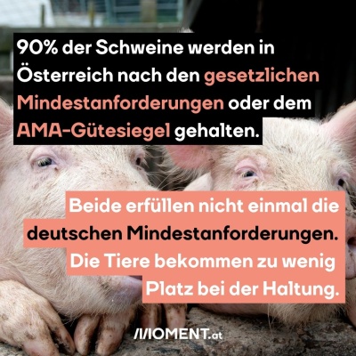 Zwei pinke Schweine haben ihren Kopf auf die Vorderfüße gelegt. “90% der Schweine werden nach den gesetzlichen Mindestanforderungen oder dem AMA-Gütesiegel gehalten. Beide erfüllen nicht einmal die deutschen Mindestanforderungen. Die Tiere bekommen zu wenig Platz bei der Haltung.”