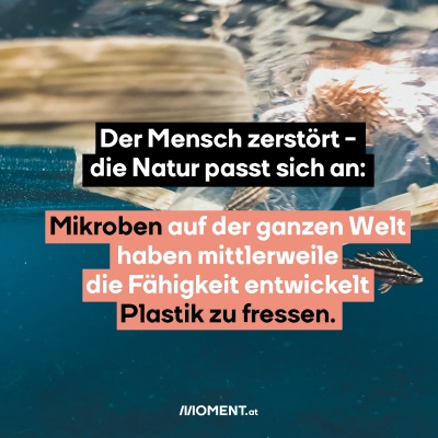 Der Mensch zerstört - die Natur passt sich an