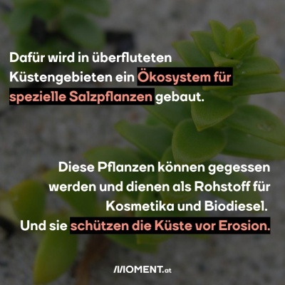 Dafür wird in überfluteten Küstengebieten ein Ökosystem für spezielle Salzpflanzen gebaut.  Diese Pflanzen können gegessen werden. Sie dienen aber auch als Rohstoff für Kosmetika und Biodiesel. Und sie schützen die Küste vor Erosion