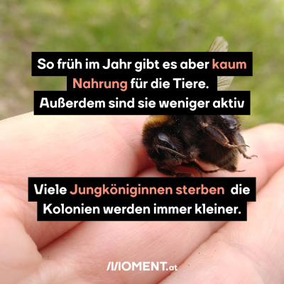 Sie finden dann wenig Nahrung