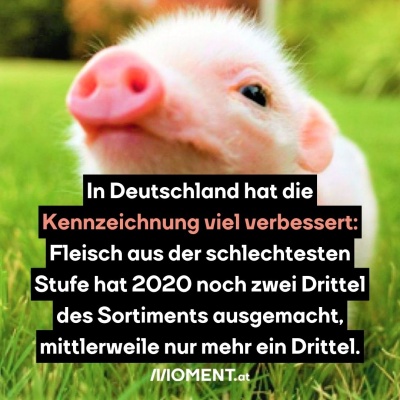 Ein Baby-Schwein steht in der Wiese und schnuppert in die Luft. “In Deutschland hat die Kennzeichnung viel verbessert: Fleisch aus der schlechtesten Stufe hat 2020 noch zwei Drittel des Sortiments ausgemacht, mittlerweile nur mehr ein Drittel.”