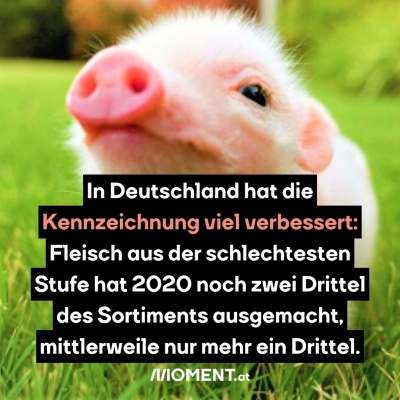 Ein Baby-Schwein steht in der Wiese und schnuppert in die Luft. “In Deutschland hat die Kennzeichnung viel verbessert: Fleisch aus der schlechtesten Stufe hat 2020 noch zwei Drittel des Sortiments ausgemacht, mittlerweile nur mehr ein Drittel.”