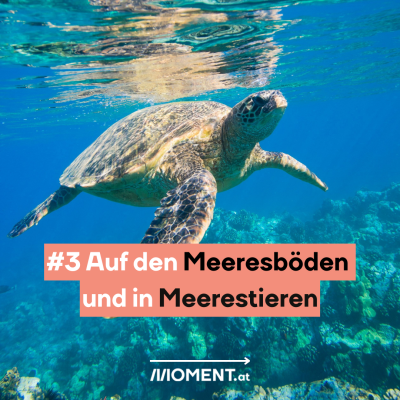 Eine Schildkröte schwimmt Unterwasser in klarem Wasser und wird von der Sonne beschienen. “#3 Auf den Meeresböden und in Meerestieren