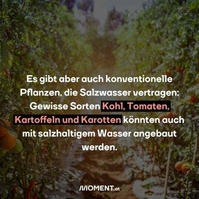 Es gibt aber auch konventionelle Pflanzen, die Salzwasser vertragen: Gewisse Sorten Kohl, Tomaten, Kartoffeln und Karotten könnten auch mit salzhaltigem Wasser angebaut werden.