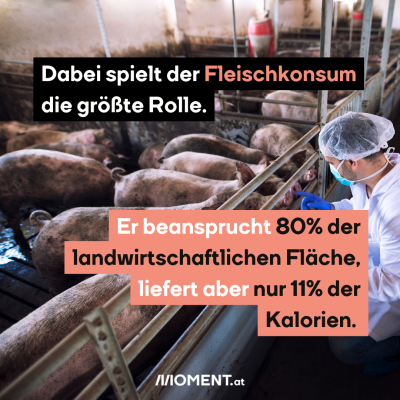 Fleischkonsum beansprucht 80% der landwirtschaftlichen Fläche, liefert aber nur 11% der Kalorien. Man sieht einen Schweinestall.