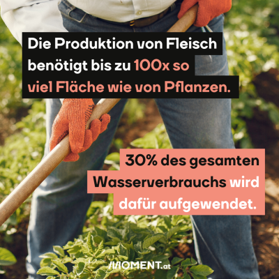  Die Produktion von Fleisch benötigt bis zu 100x so viel Fläche wie von Pflanzen. 30% des gesamten Wasserverbrauchs wird dafür aufgewendet. Man sieht eine Person gärtnern.