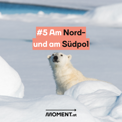 Ein Eisbär blickt hinter einer Schneewehe hervor. “#5 Am Nord- und Südpol”