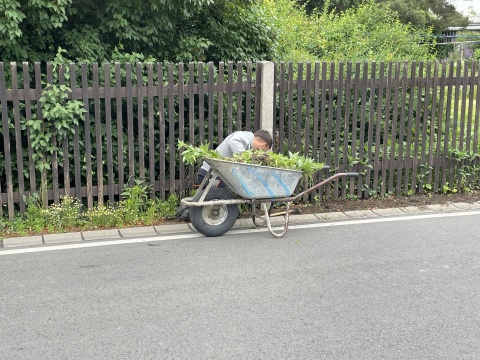 Manuel kniet hinter einer Schubkarre, die schon voll mit Unkraut ist.