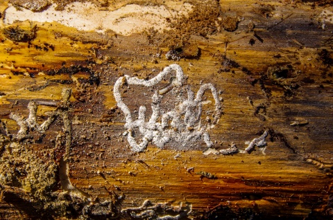 Spuren des Borkenkäfers im Holz.