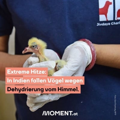 In Indien fallen die Vögel wegen der Hitzewelle vom Himmel