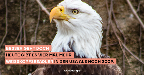 Besser geht doch: Heute gibt es vier Mal mehr Weißkopfseeadler in den USA als noch 2009