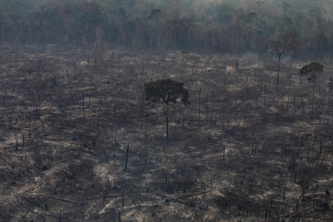 Amazonas-Regenwald nach einem Feuer