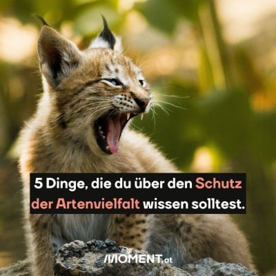 Ein Luchs gähnt. Bildtext: "5 Dinge, die du über den Schutz der Artenvielfalt wissen solltest."