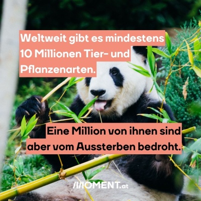 Ein Panda frisst Bambus. Bildtext: "Weltweit gibt es mindestens 10 Millionen Tier- und Pflanzenarten. Eine Million von ihnen sind aber vom Aussterben bedroht."