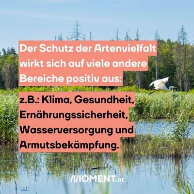 Ein Storch fliegt über ein Feuchtgebiet. Bildtext: "Der Schutz der Artenvielfalt wirkt sich auf viele andere Bereiche wie Klima, Gesundheit, Ernährungssicherheit, Wasserversorgung und Armutsbekämpfung positiv aus."