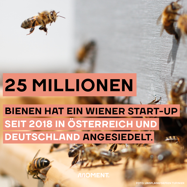 25 Millionen Bienen mehr in Österreich und Deutschland dank Wiener Startup.