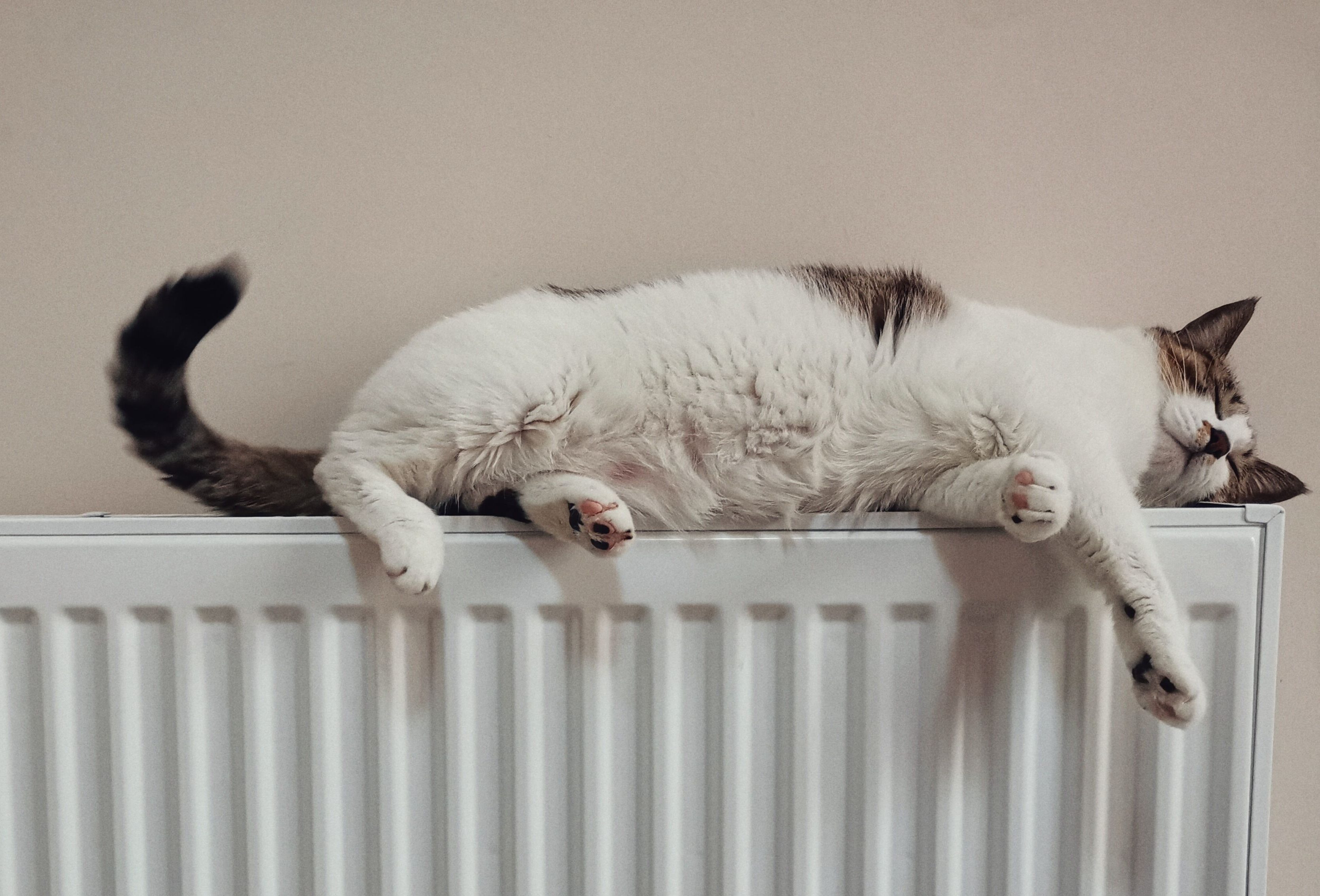 Eine Katze liegt auf einem Heizkörper und schläft