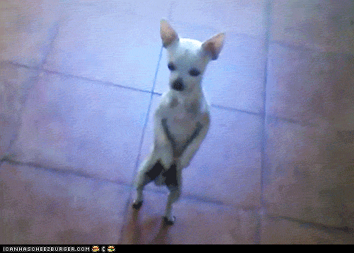 Das GIF zeigt einen weißen Hund, der auf seinen Hinterbeinen tanzt.