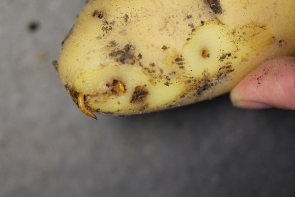 Eine Erdapfel mit Drahtwurm-Befall. Zwei Würmer winden sich aus den Löchern eines Kartoffels.