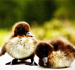 Foto von zwei kuschelnde Enten Kücken. 