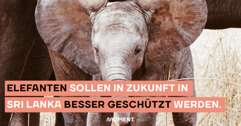 Ein junger Elefant blickt in die Kamera. Im Text: "Elefanten sollen in Zukunft in Sri Lanka besser geschützt werden."