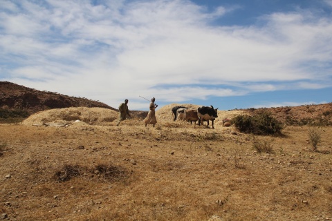 Eine ausgetrocknete Landschaft in Eritrea auf der zwei Bauern eine Gruppe Rinder hüten.