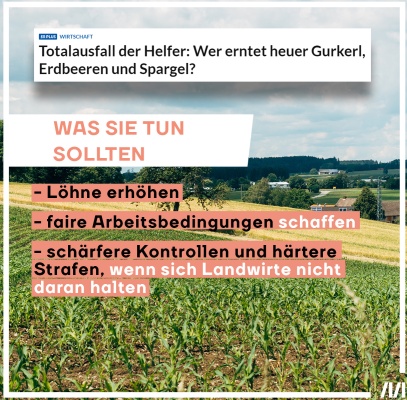 Überschrift der Salzburger Nachrichten: "Totalausfall der Helfer: Wer erntet heuer Gurkel, Erdbeeren und Spargel?" Bildtext auf einem Spargelfeld: "Was sie tun sollten: 1. Löhne erhöhen. 2. faire Arbeitsbedingungen schaffen. 3. schärfere Kontrollen und härtere Strafen, wenn sich Landwirte nicht daran halten."