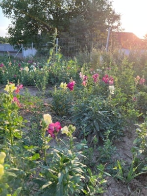 Pinke und gelbe Blumen blühen auf dem Feld von thebloomingproject in Niederösterreich.