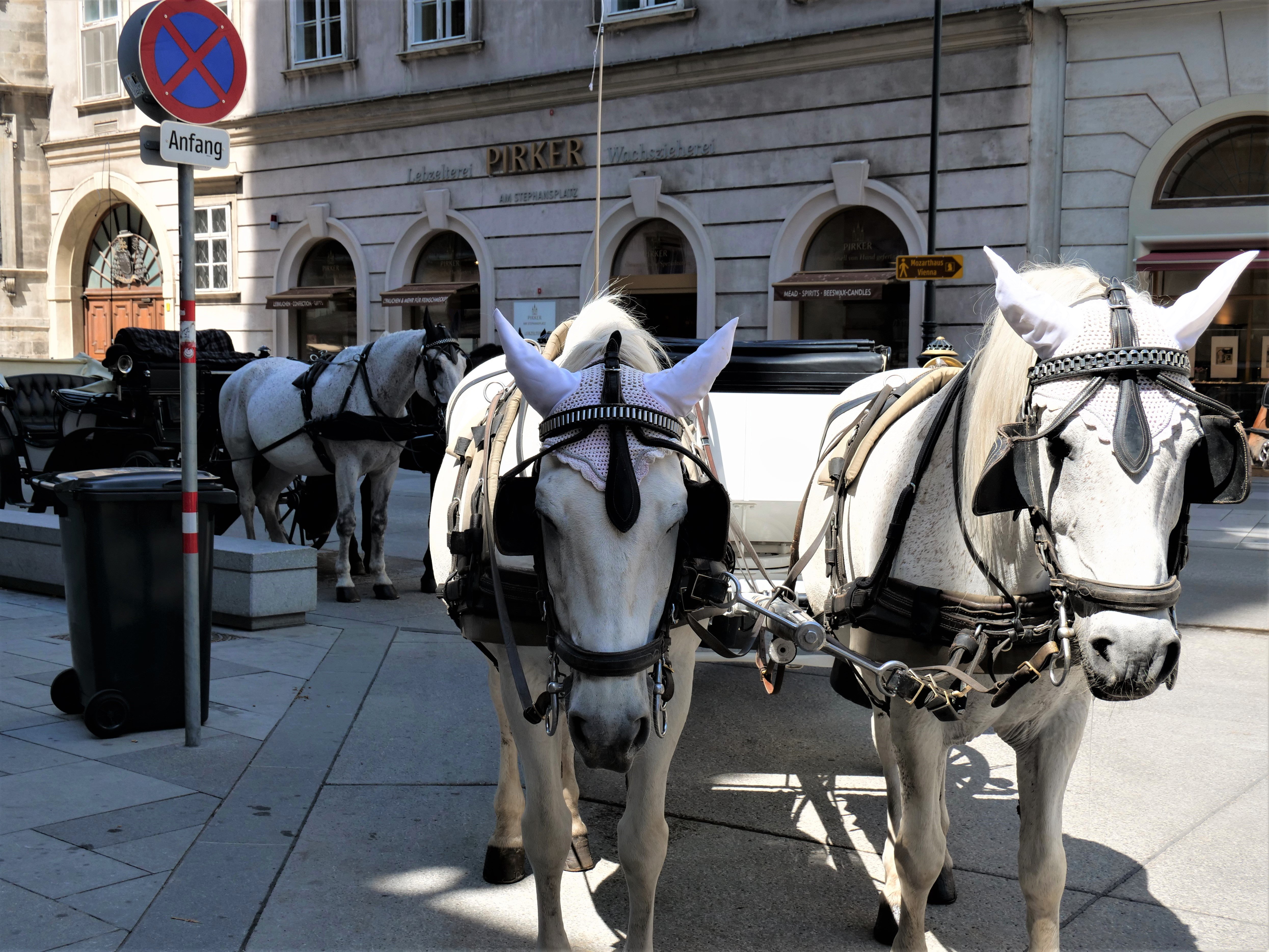 Fiaker fährt durch Wien.