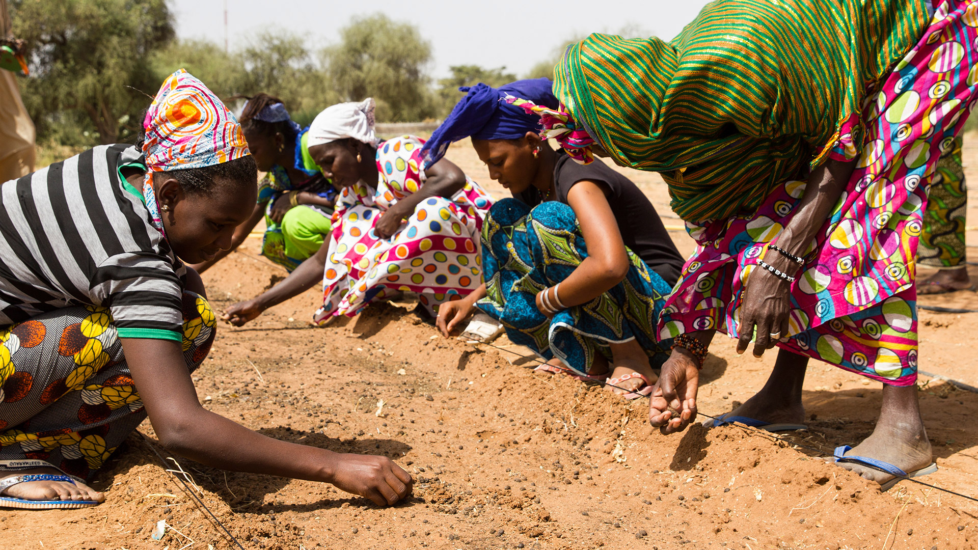 Klimakrise in Afrika: Eine Grüne Mauer gegen toten Boden