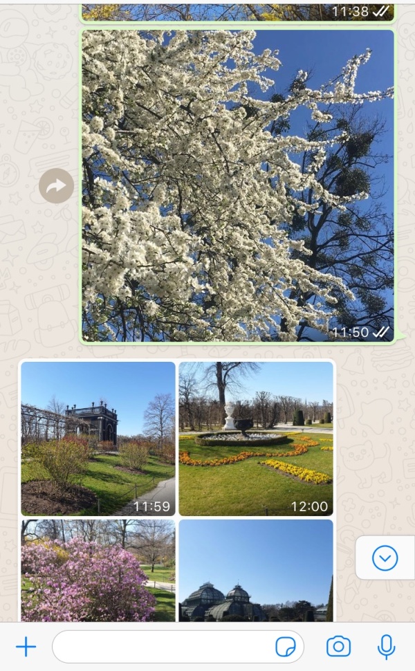 Screenshot von Whatsapp: Fotos von Bäumen und Landschaften. Gemeinsam alleine spazieren gehen.