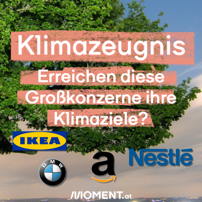 Ein Baum und die Logos von Ikea, BMW, Amazon und Nestle. Bildtext: "Klimazeugnis. Erreichen diese Großkonzerne ihre Klimaziele?"