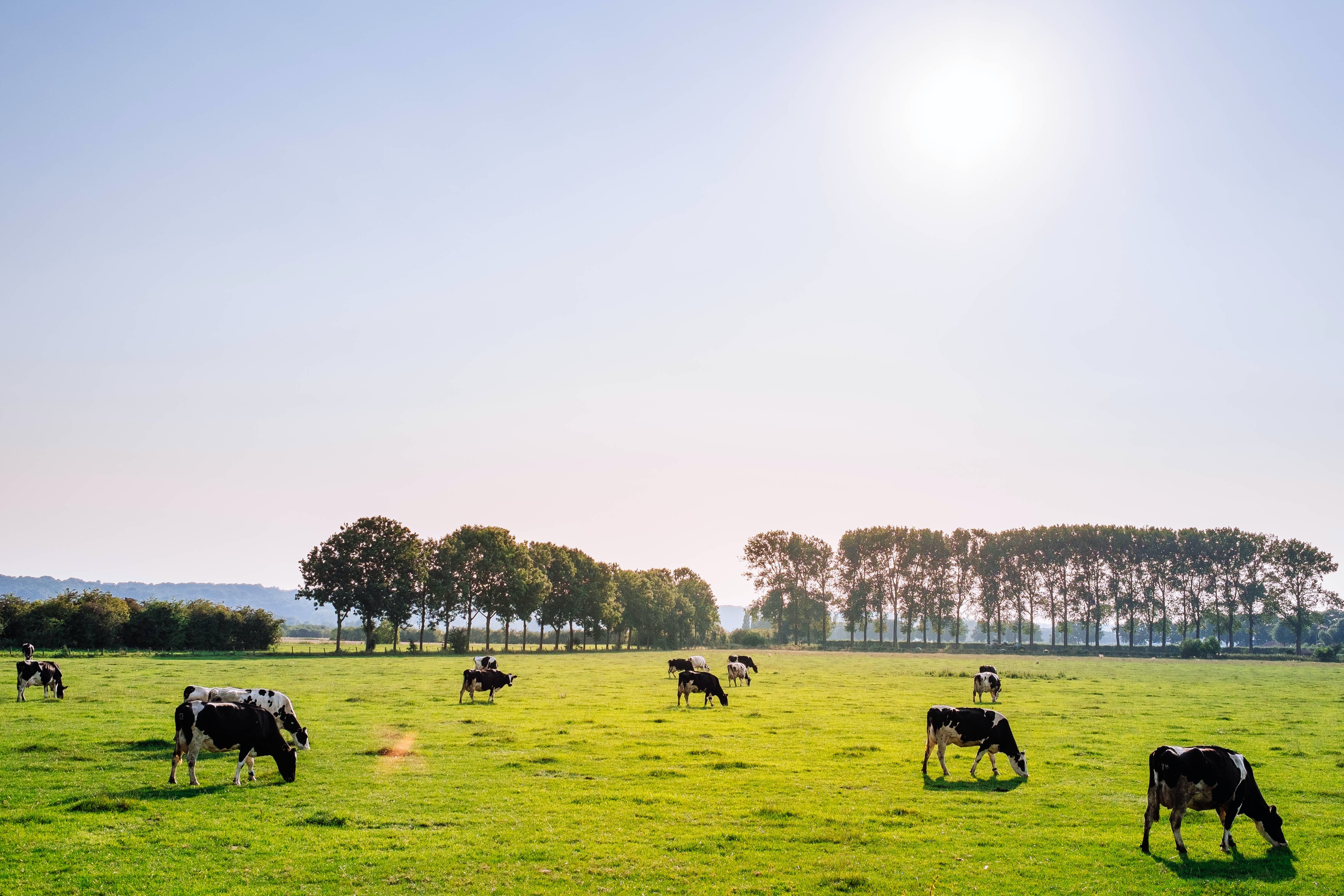 Eine sonnige, saftig grüne Wiese mit Kühen, im Hintergrund stehen Bäume, die Sonne scheint