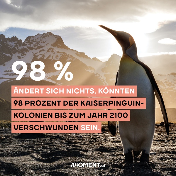 Ein Kaiserpinguin. Davor: 98% der Kaiserpinguine sterben bis 2100 aus, wenn wir nichts tun.