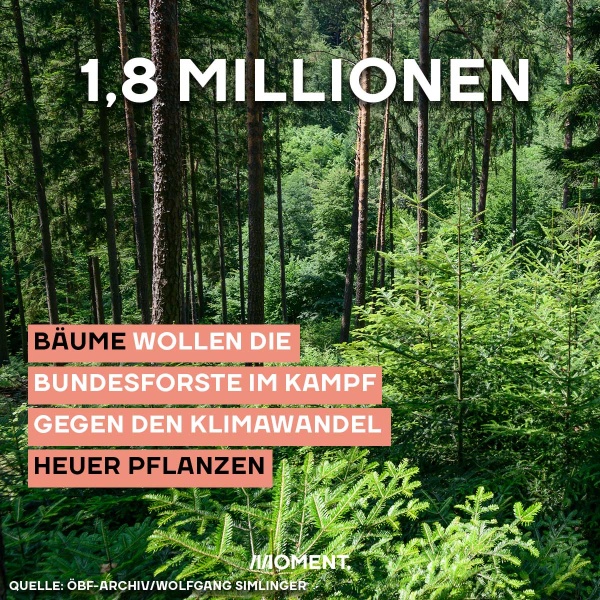 Shareable zeigt einen Nadelwald. Text: 1,8 Millionen Bäume wollen die Bundesforste im Kampf gegen den Klimawandel heuer pflanzen.