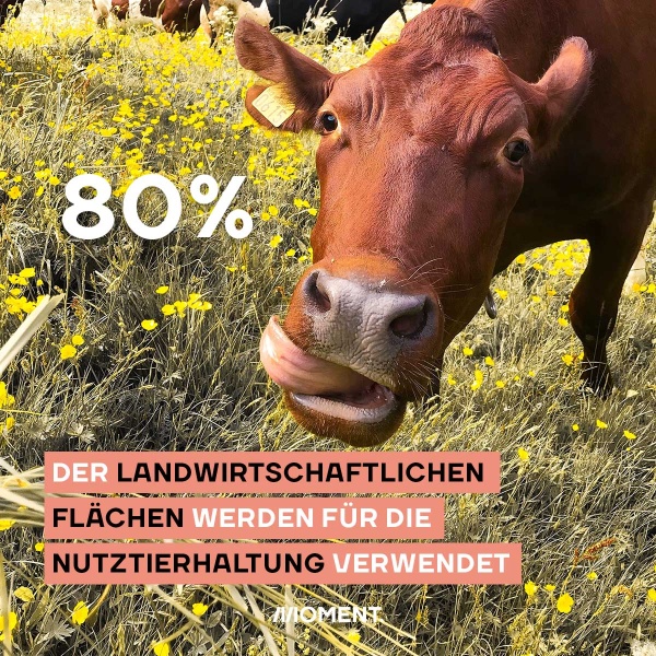 Zu sehen ist eine braune Kuh, die ihre Zunge der Kamera entgegen streckt. 80% der landwirtschaftlichen Fläche wird in Österreich für die Nutztierhaltung verwendet.