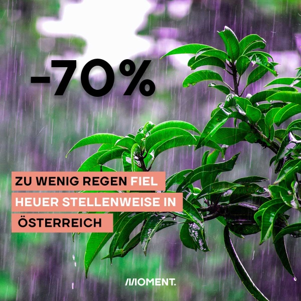 Shareable zeigt eine Pflanze in einem Regenguss. Text: - 70% zu wenig Regel fiel heuer stellenweise in Österreich