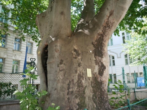 Die Mozart Platane im 3. Wiener Gemeindebezirk - Stadt Wien. Foto: Lukas Bayer