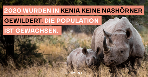 Ein Nashorn mit seinem Jungen. Text: " 2020 wurden in Kenia keine Nashörner gewildert. Die Population ist gewachsen."