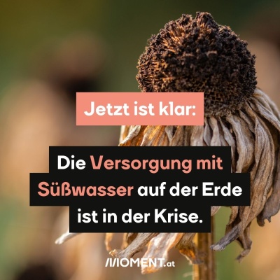 Eine vertrocknete Wiesenblume. Bildtext: "Jetzt ist klar: Die Versorgung mit Süßwasser auf der Erde ist in der Krise."