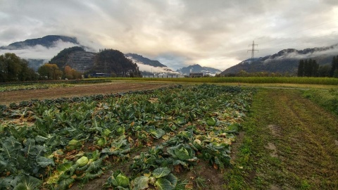 Ein Acker in Ludesch in Vorarlberg. In der Ferne sieht man inmitten des Grünlands das bestehende Werk der Rauch Fruchtsädte, wo auch Red Bull abgefüllt wird.