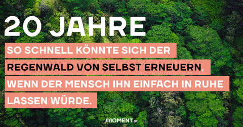 20 Jahre. So schnell könnte sich der Regenwald von selbst erneuern, wenn der Mensch ihn einfach in Ruhe lassen würde.