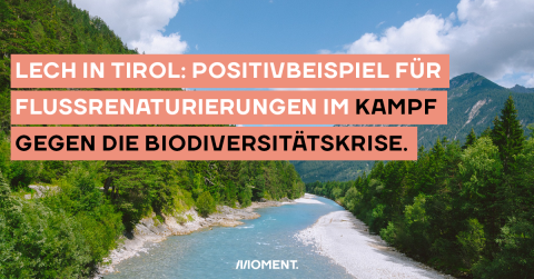 Der Fluss Lech in Tirol fließt durch das Gebirgstal. Im Text: "Lech in Tirol: Positivbeispiel für Flussrenaturierungen im Kampf gegen die Biodiversitätskrise."